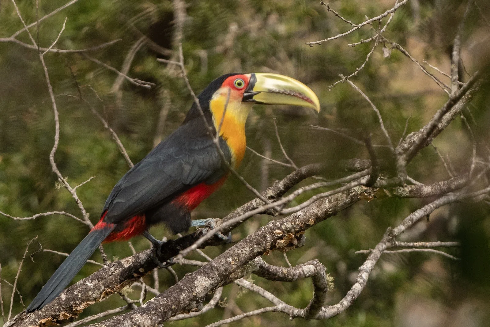 Brazil bird ブラジル　バード　アキツユコ Brazil: The Mata Atlantica — Hillstar Nature